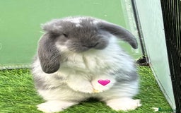 French Lop rabbits for sale: Pure French lops - Image 6