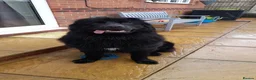 Newfoundland dogs for sale: Gorgeous Newfoundland boy - Advert 9