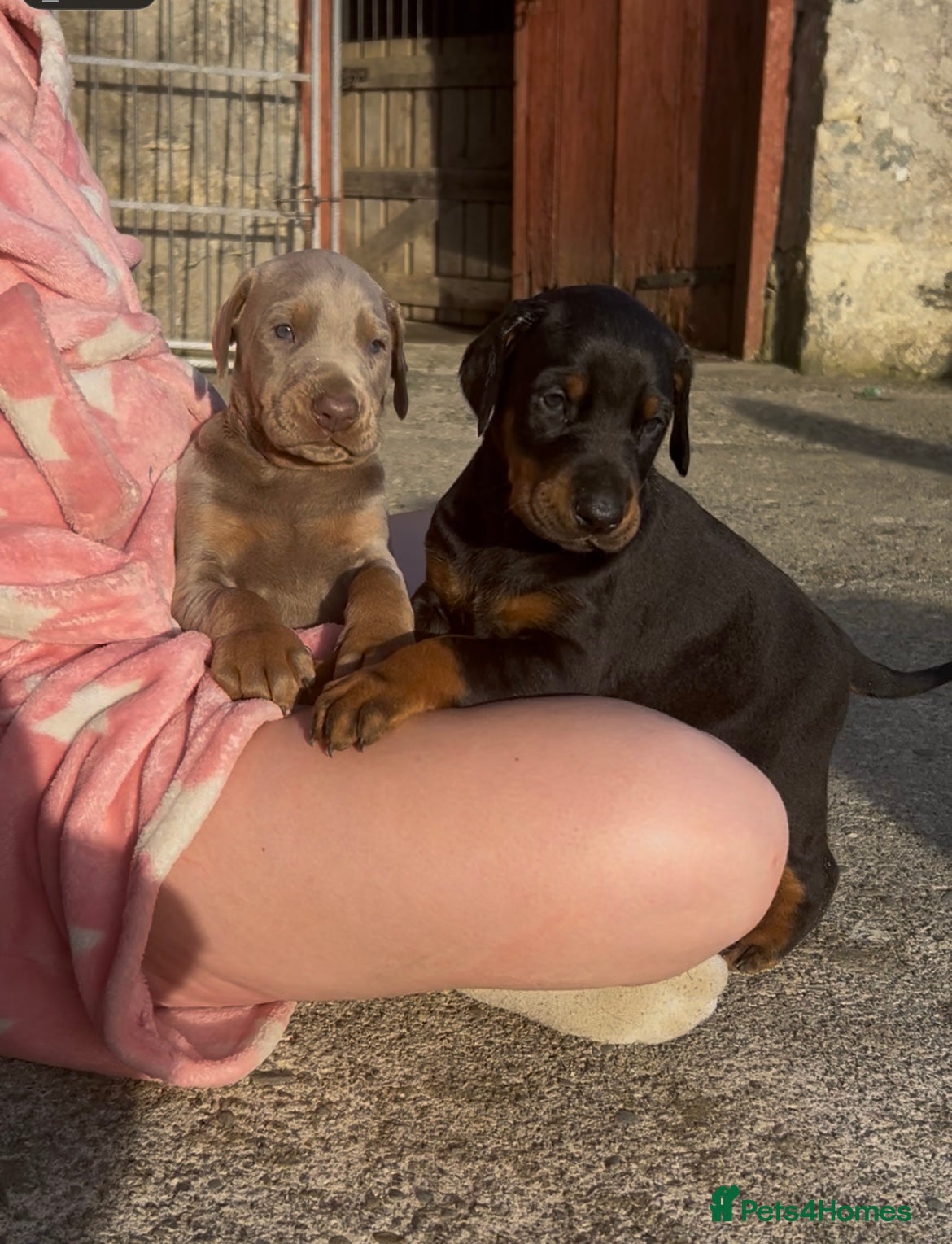 Dobermann dogs STUNNING Dobermann puppies for sale  - Advert 2