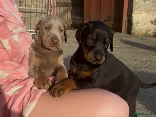 Dobermann dogs STUNNING Dobermann puppies for sale - Advert 2