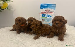Toy Poodle dogs for sale: Kc registered,  fox red (Tiny) Toy poodles  - Image 6