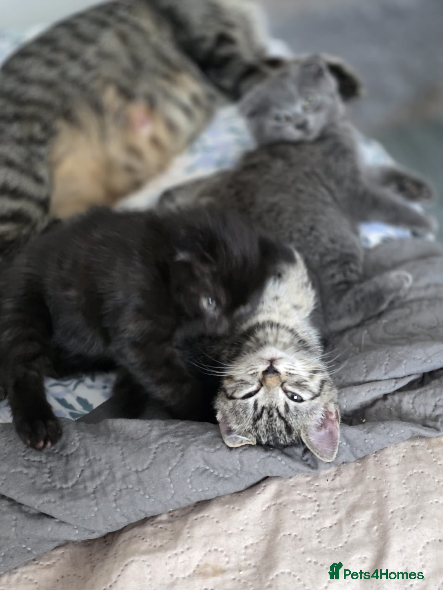 Mixed Breed cats Adorable Kittens Ready for New Homes 🐾 - Advert 2