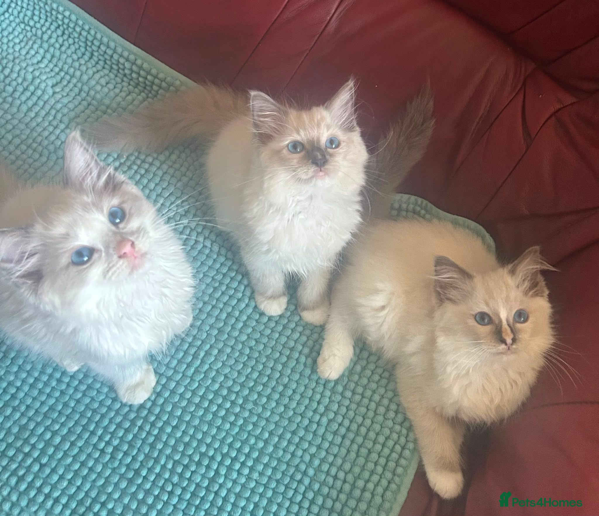 Ragdoll cats Beautiful Ragdoll kittens  - Advert 3
