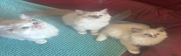 Ragdoll cats for sale: Beautiful Ragdoll kittens  - Advert 6