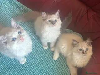Ragdoll cats Beautiful Ragdoll kittens - Advert 3