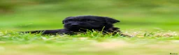 Giant Schnauzer dogs for sale: Working line Giant schnauzer puppies - Advert 12