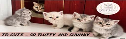 British Longhair cats for sale: Last boy Available- Golden Lilac BHS Ready Now !  - Advert 23