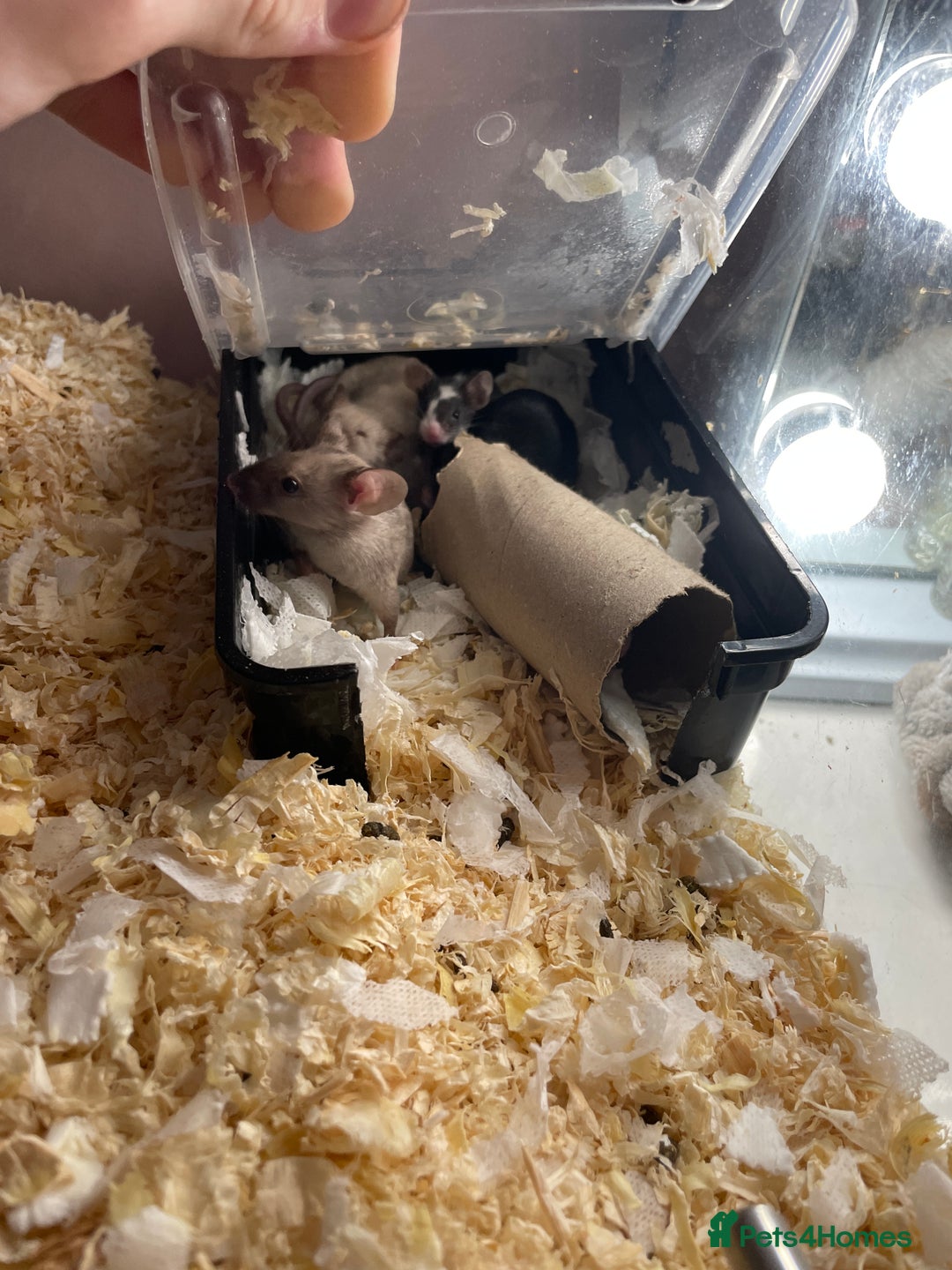 Mouse rodents for sale: All with exo terra £130 - Advert 3