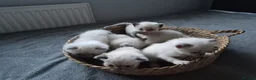 Ragdoll cats for sale: Purebred Ragdoll Kittens, Vaccinated  & Microchipp in Bradford - Advert 7