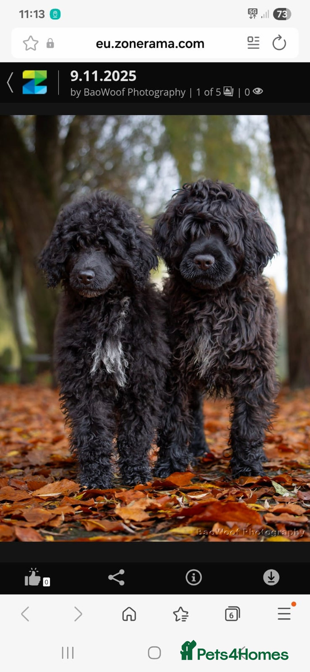 Portuguese Water Dog dogs for sale: Portuguese Water Dog Puppy–Boy Available Now - Advert 4