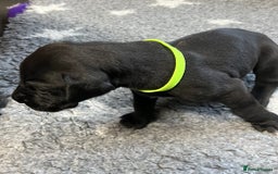 Great Dane dogs for sale: Great Dane pups our own 4th Generation  - Image 4