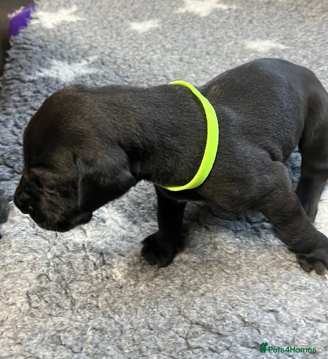 Great Dane dogs for sale: Great Dane pups our own 4th Generation  - Image 4