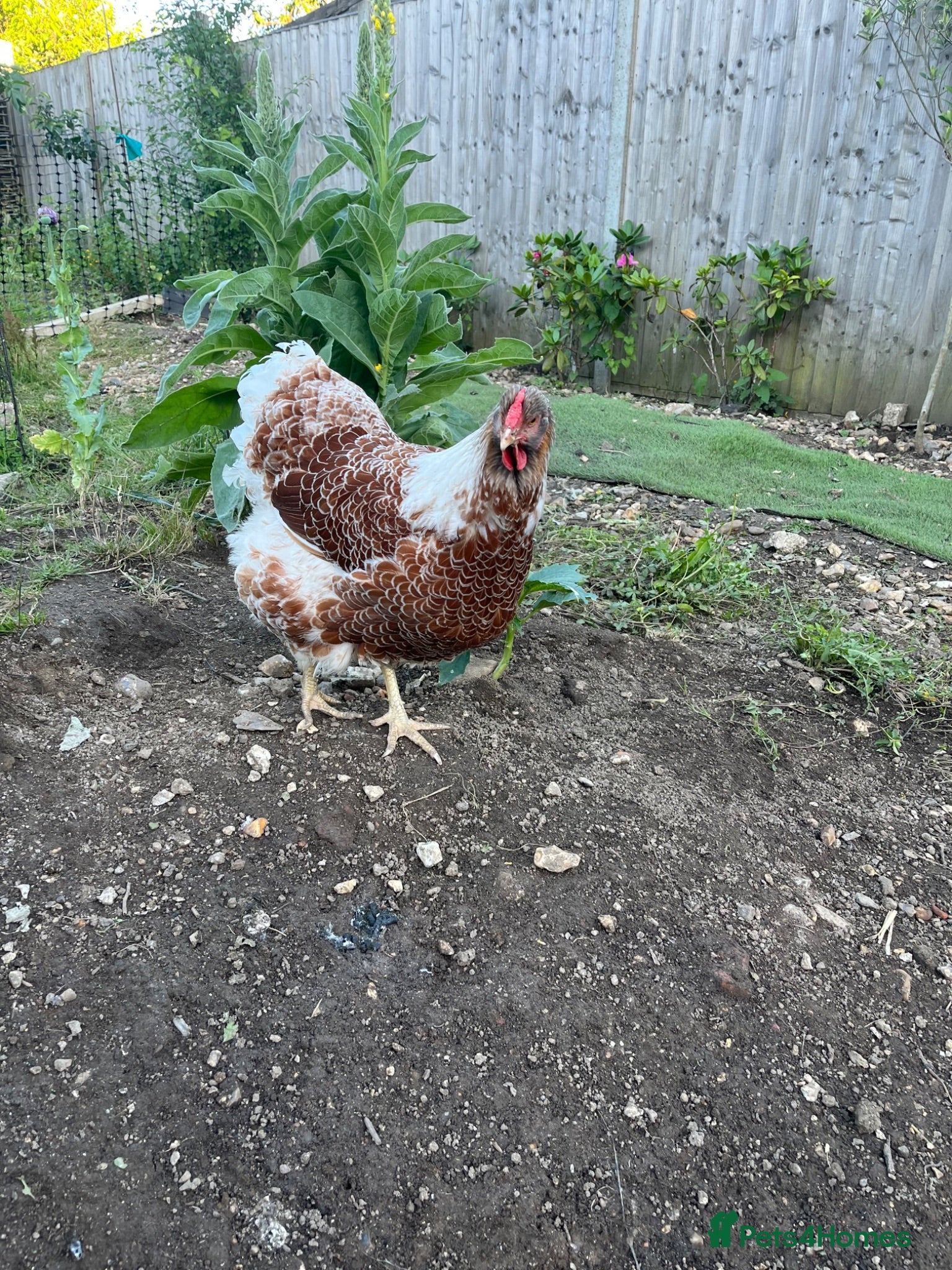 Chickens poultry Wyandotte - Advert 2
