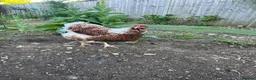 Chickens poultry for sale: Wyandotte - Advert 1