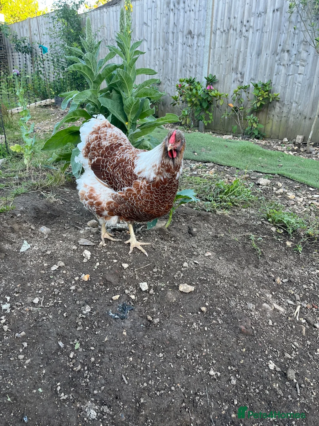 Chickens poultry for sale: Wyandotte - Advert 1
