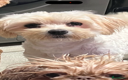 Maltipoo dogs for sale: TEDDY BEAR MALTIPOO PUPPIES  - Image 22