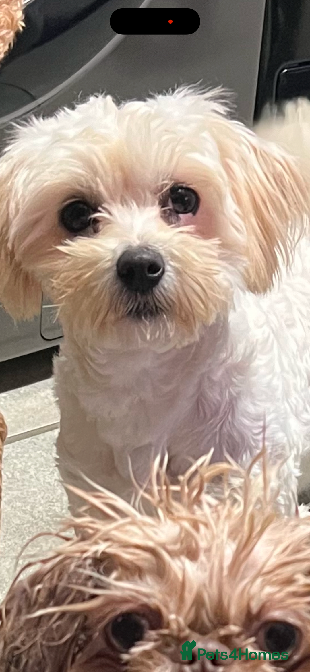 Maltipoo dogs for sale: TEDDY BEAR MALTIPOO PUPPIES  - Image 22