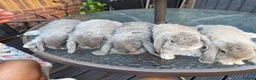 Mini Lop rabbits for sale: Healthy baby rabbits ready for loving homes in Swindon - Advert 3
