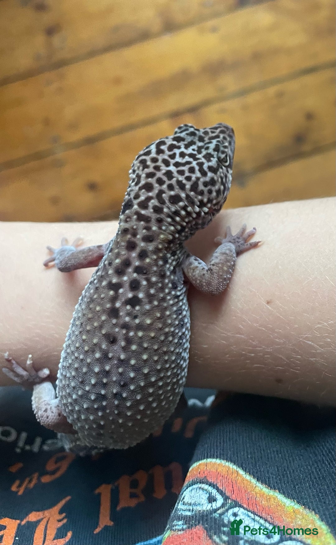Leopard Gecko reptiles for sale: Female Snow Leopard Gecko  - Image 2