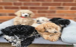 Miniature Poodle dogs for sale: Minatare Poodle Ready Now - Image 6