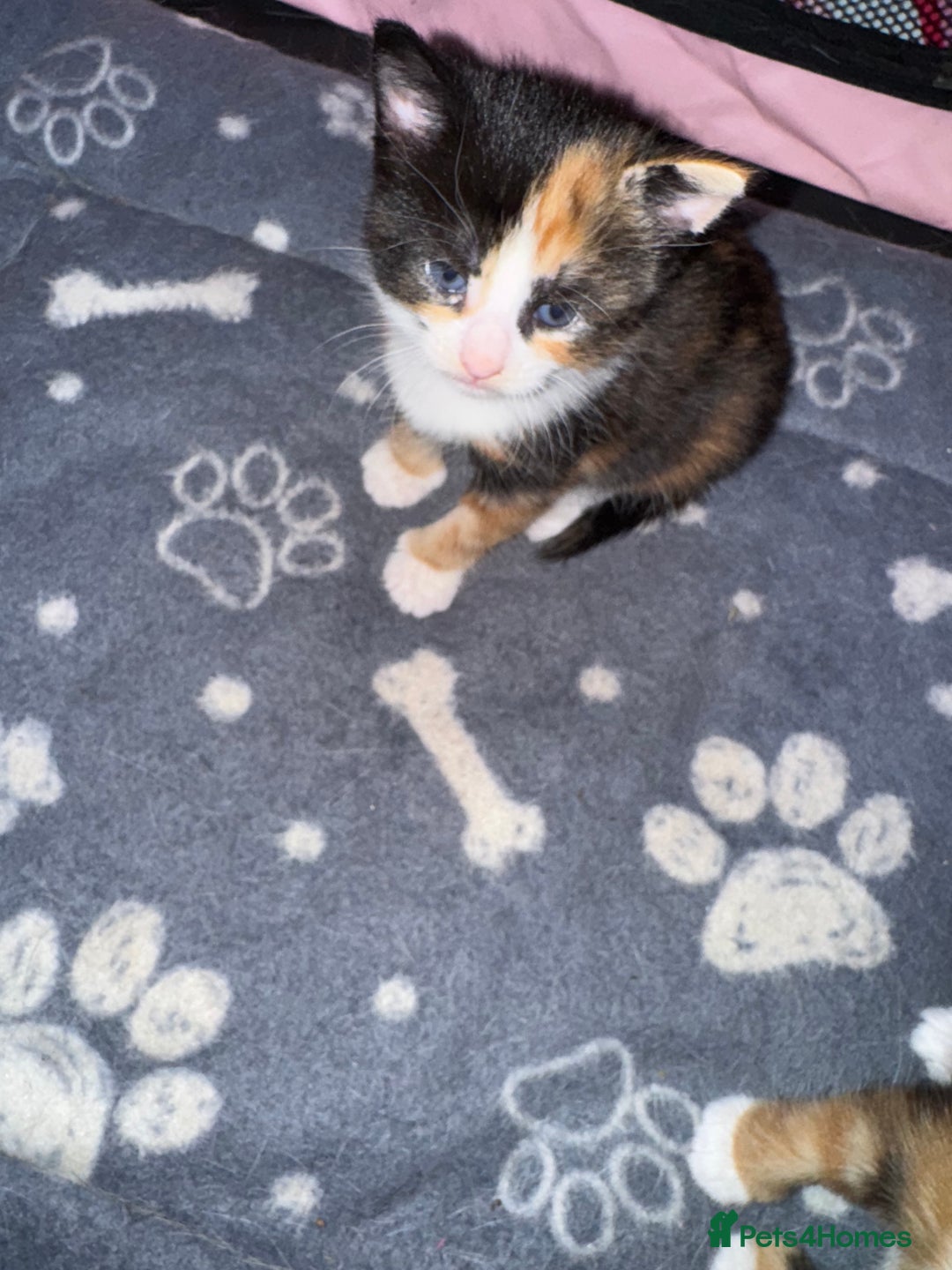 Mixed Breed cats for sale:  Beautiful tortoise shell half maincoon kittens  - Advert 8