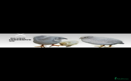 Quail poultry for sale: Beautiful Button Quail Chicks (CPQ, King) - Image 12