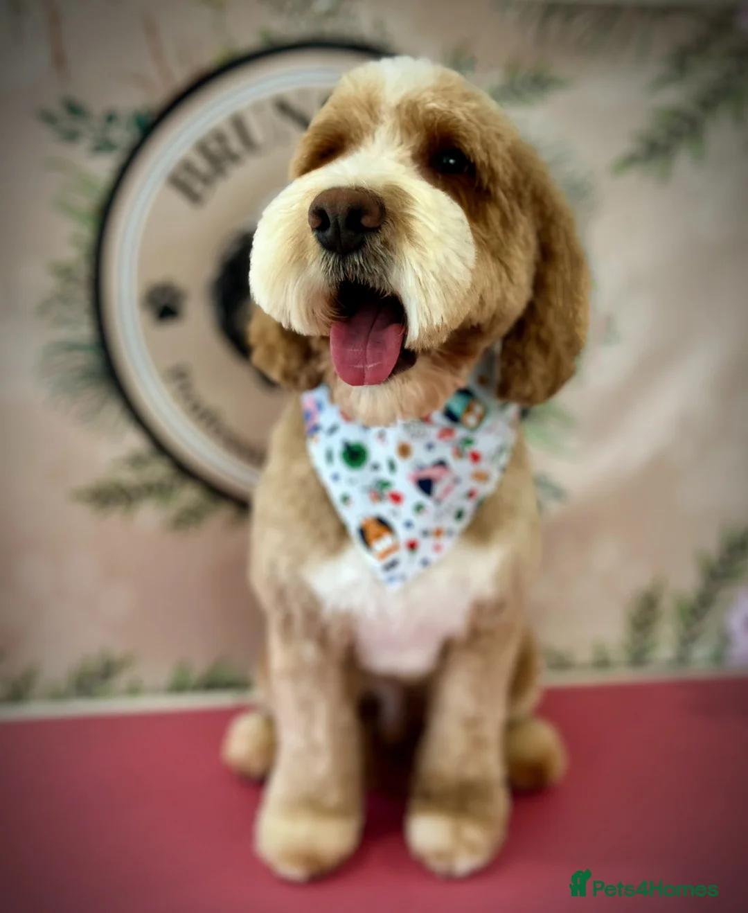 Double Doodle dogs for stud: Australian Double Doodle Stud in Swadlincote - Advert 16