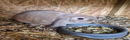 Dwarf Lop rabbits for sale: Dwarf lops - Advert 3