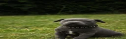 Staffordshire Bull Terrier dogs for sale: Blue KC Registered staffordshire bull terriers  - Advert 22