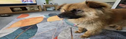 Mixed Breed dogs for adoption: ALFIE, 4 yrs, 16kg, sociable, loves people & dogs in Newark - Advert 4