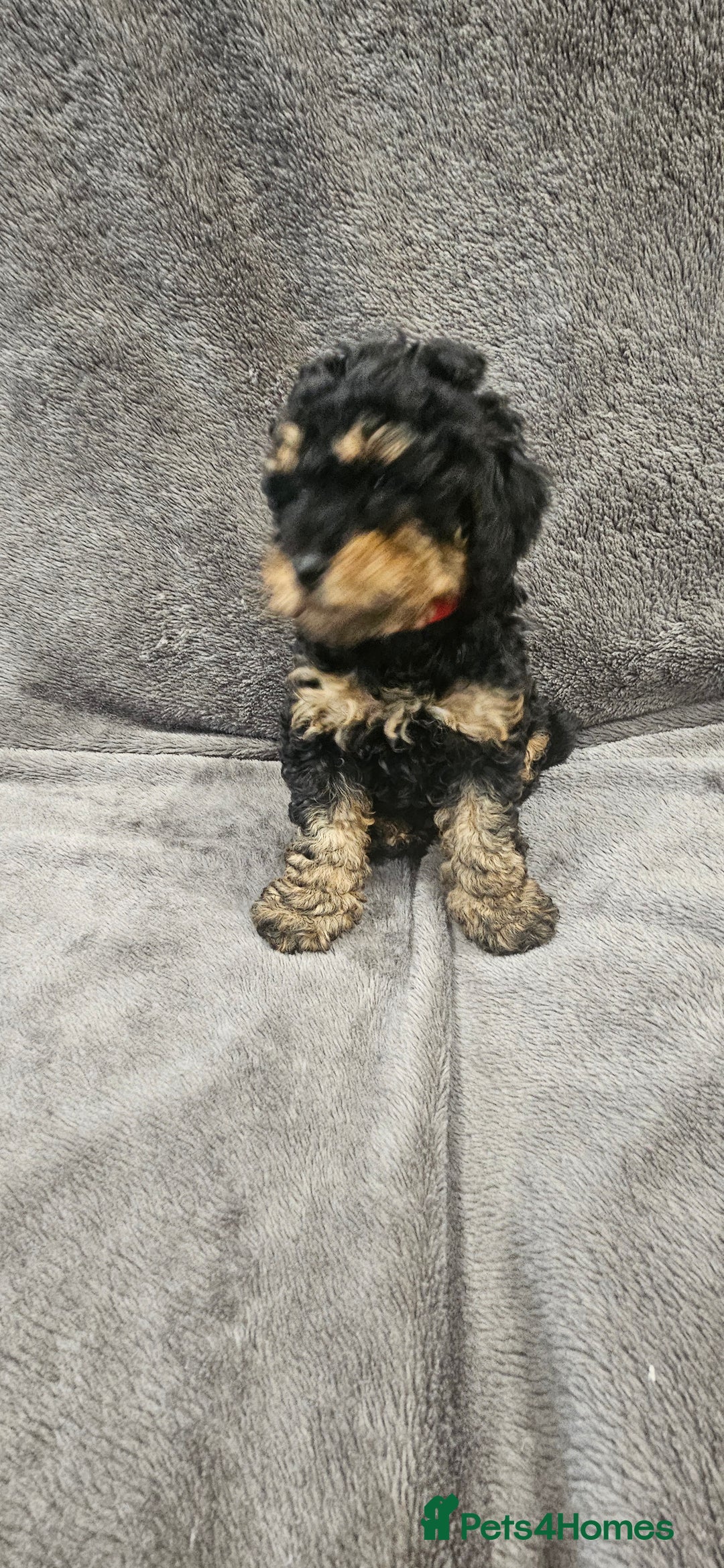 Toy Poodle dogs for sale: Beautiful Toy Poodle Puppies - Advert 24