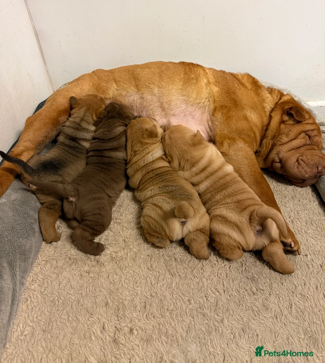 Shar Pei dogs for sale: One stunning male, red fawn Sharpei left  - Advert 1