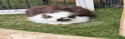French Lop rabbits for sale: Pedigree French lop - Advert 3