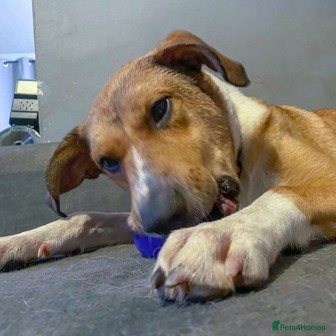 Mixed Breed dogs for adoption: MARSHALL the Marvellous - Image 10