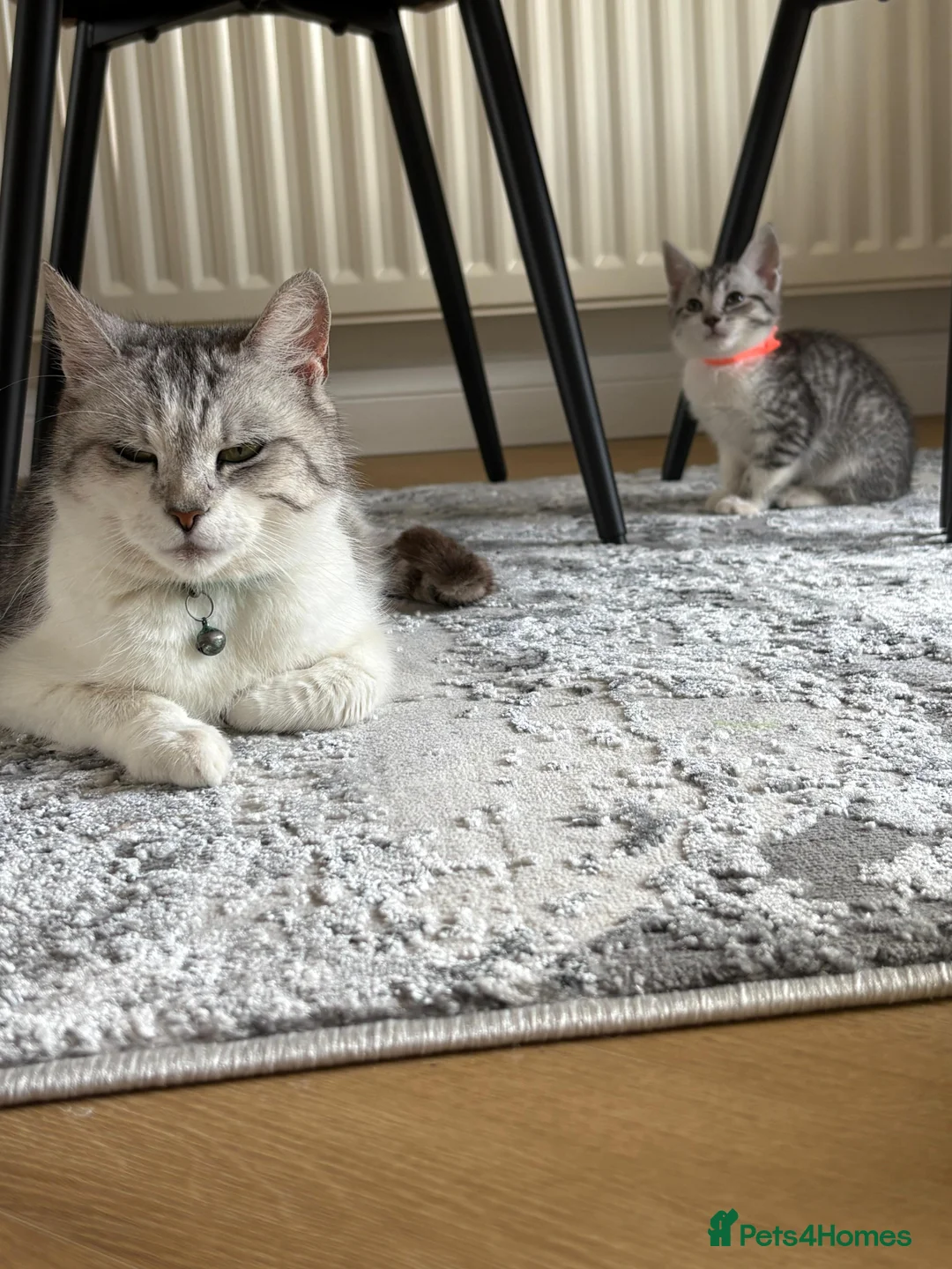 Mixed Breed cats for sale: Lovely 4 Kittens Ready To Collect From Today!!😻 in Wellingborough - Advert 27