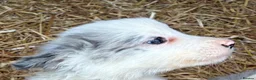 Border Collie dogs for sale: Blue merl border collies  - Advert 14