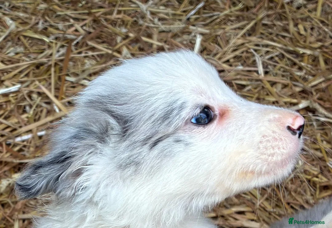 Border Collie dogs for sale: Blue merl border collies  - Advert 14