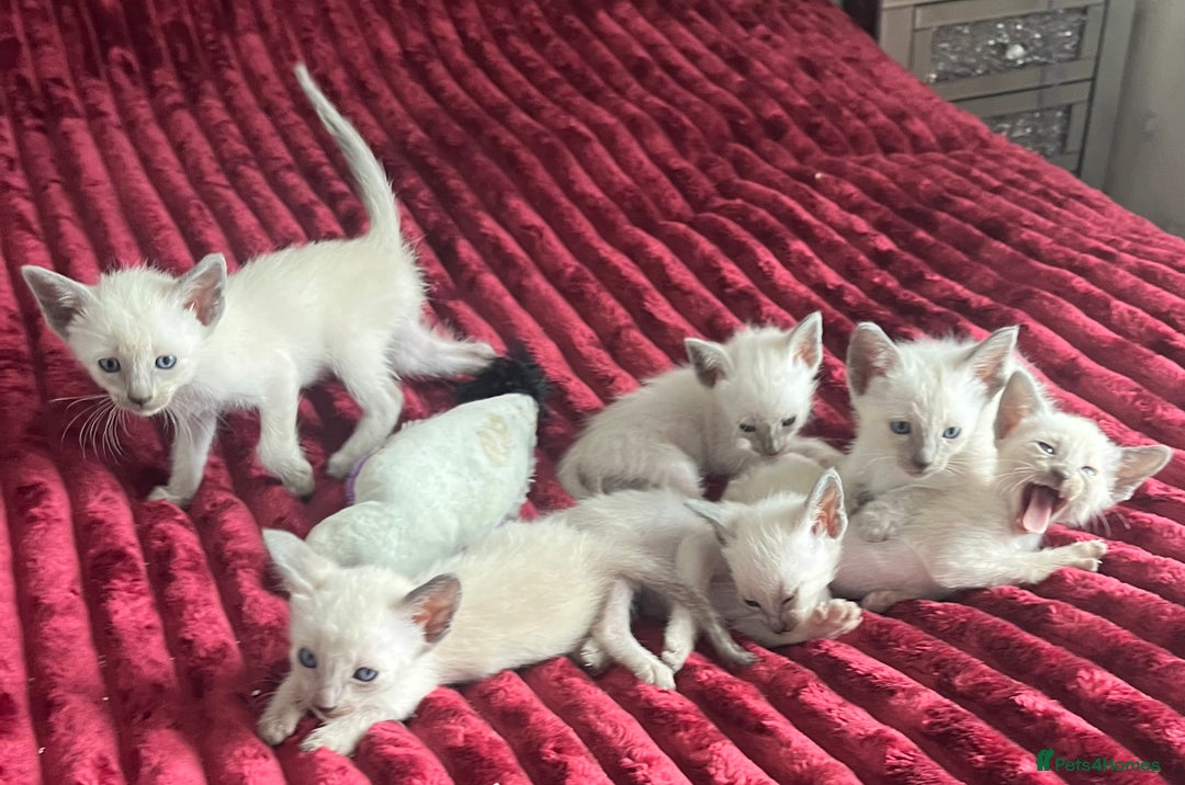 Siamese cats for sale: Blue Point Siamese  - Image 5