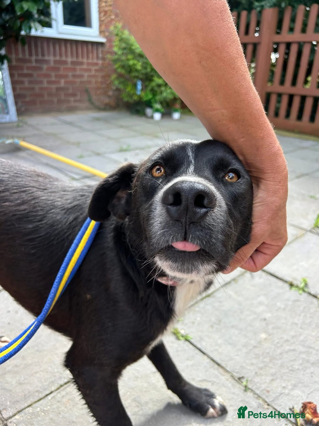 Mixed Breed dogs for adoption: Vito - Norwich Norfolk  - Image 16