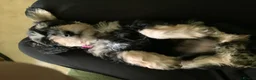 Schnoodle dogs for sale: Happy confident Schnoodle puppies  - Advert 11