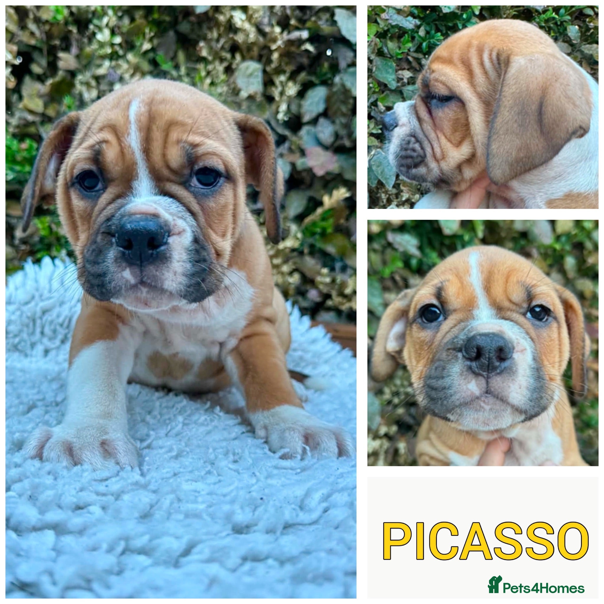 Olde English Bulldogge dogs REDUCED Champion/Health Tested Puppy - Advert 1