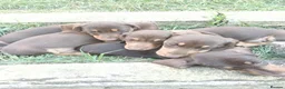 Miniature Dachshund dogs for sale: Minute smooth daschund  in Middlesbrough - Advert 8