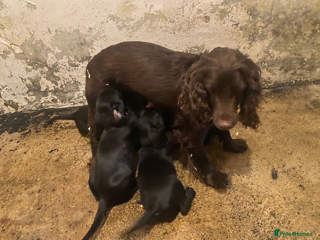 Cockerdor dogs for sale: One gorgeous sprockerdor girl from working parents - Advert 7
