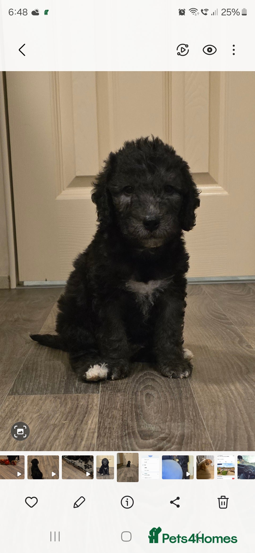 Bedlington Terrier dogs for sale: Champion Sired KC Reg Bedlington Terrier Puppies  - Advert 15