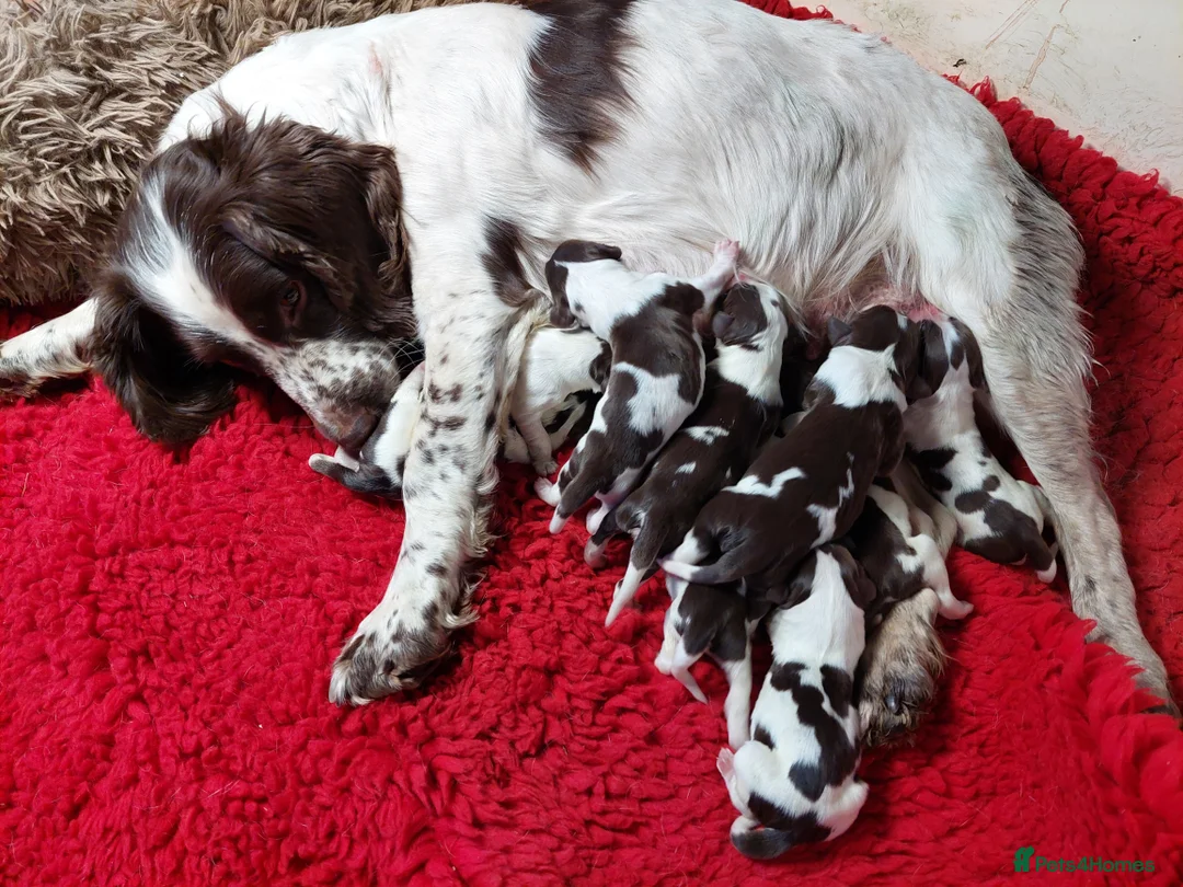 English Springer Spaniel dogs for sale: Stunning male Springer Pup for sale - Advert 2