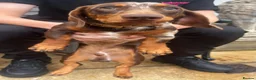 Miniature Dachshund dogs for sale:  miniature Dachshund - Advert 3
