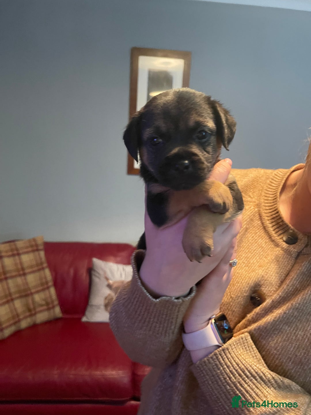 Border Terrier dogs for sale: Border Terrier Pups - Advert 26