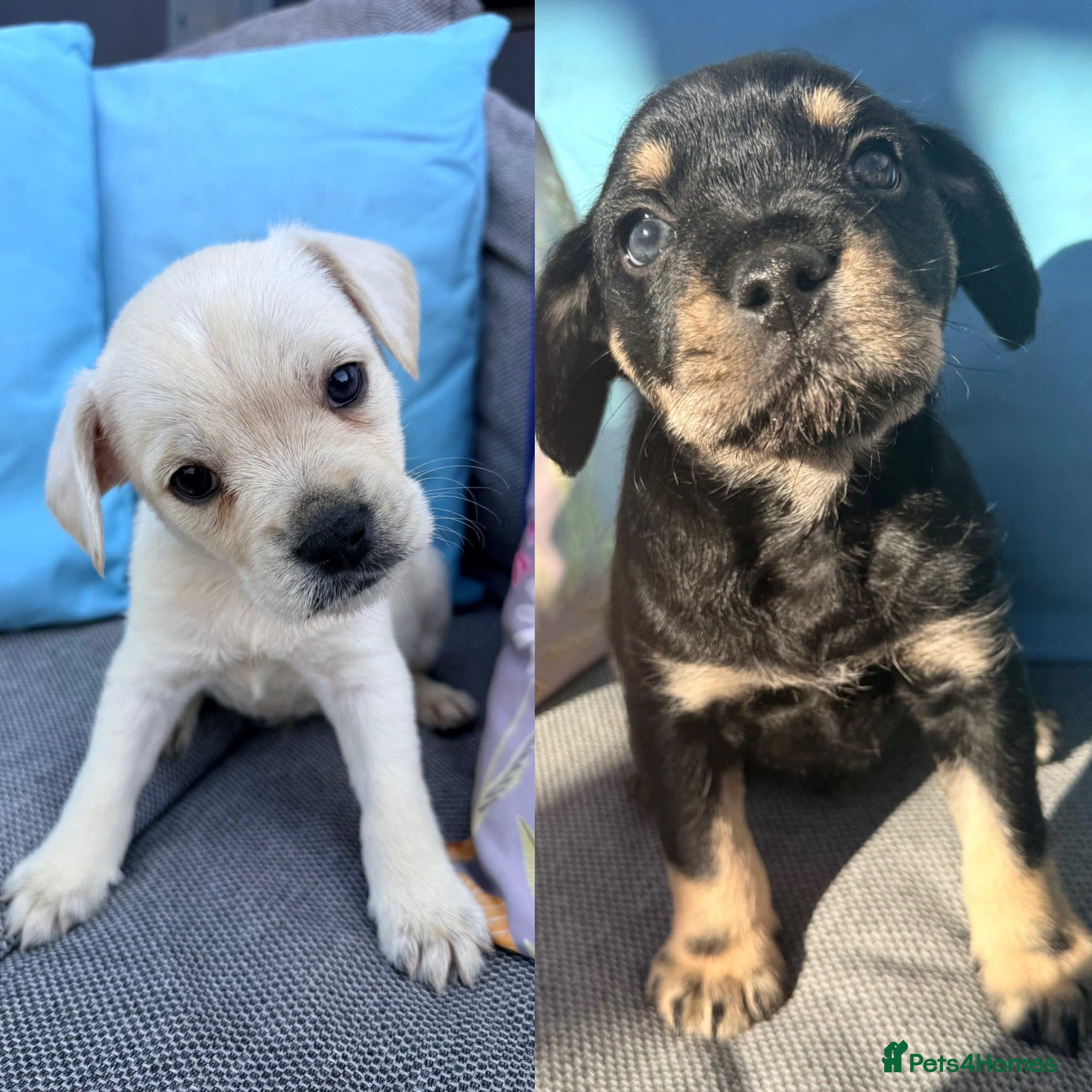 Mixed Breed dogs Frenchie x Yorkipoo Puppies  - Advert 1