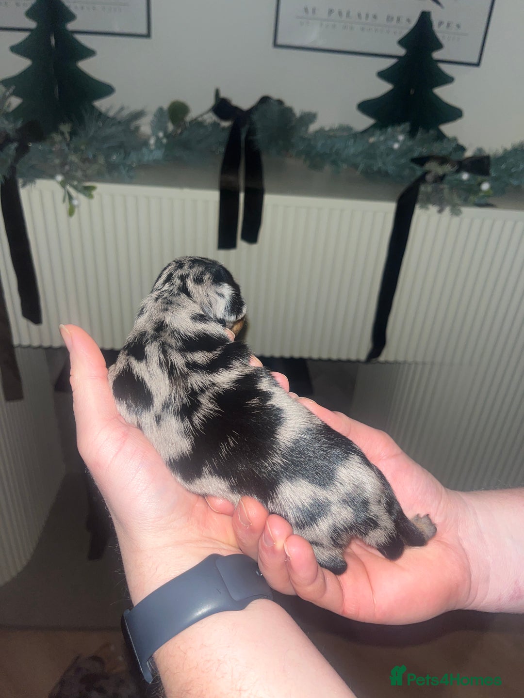 Dachshund dogs for sale: Dacshund Puppies - Advert 18