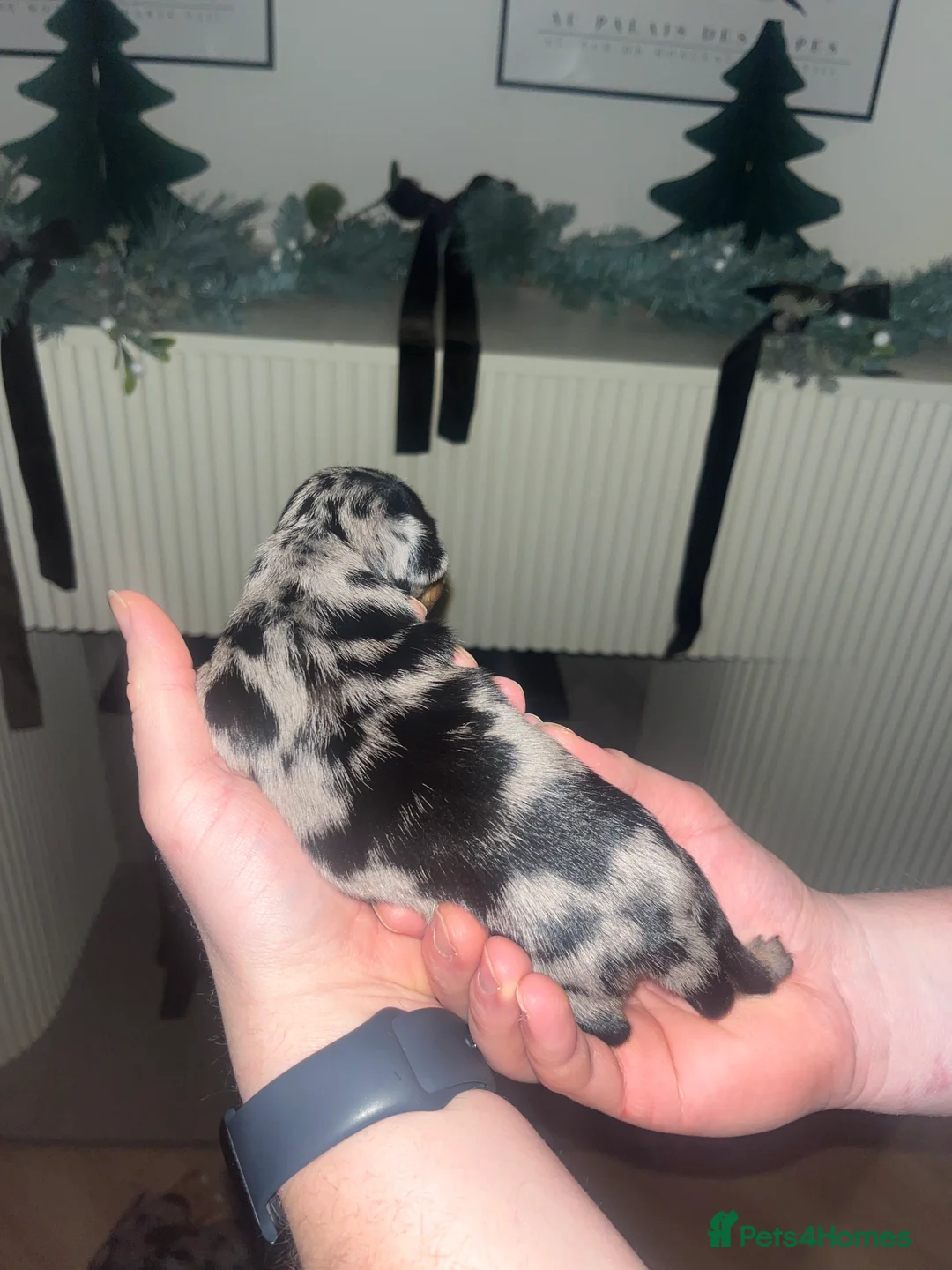 Dachshund dogs for sale: Dacshund Puppies - Advert 18